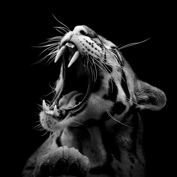 big cat, high contrast photo, by Lukas Holas