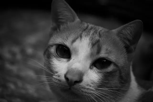 Free Animal Cat photo and picture