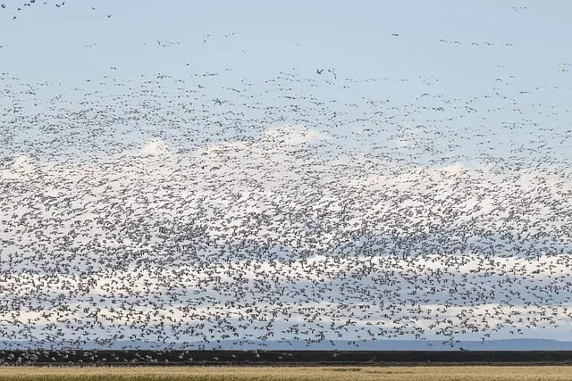 Free Snow Geese Geese photo and picture