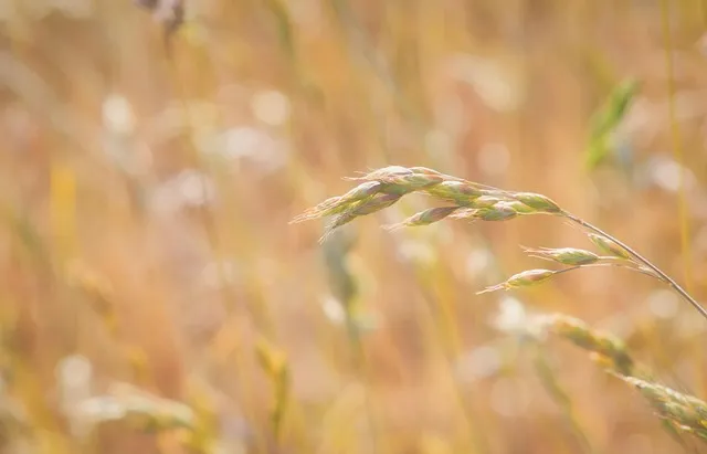 Free Grasses Sommer photo and picture