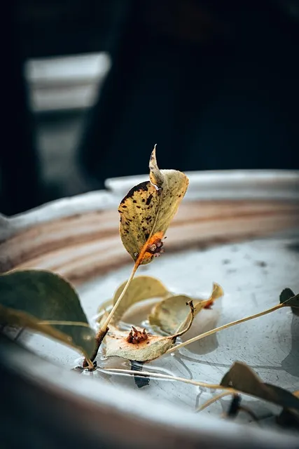 Free Plant Phone Wallpaper photo and picture