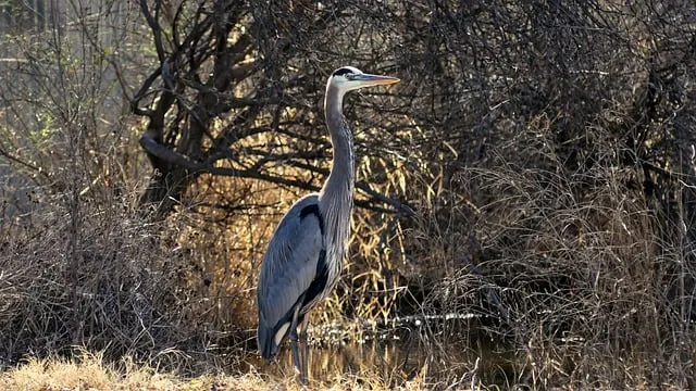 Free Heron Nature photo and picture