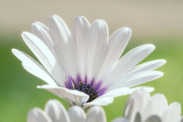 Free Nature Flower Wallpaper photo and picture