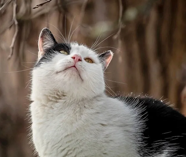 Free Cat Portrait photo and picture