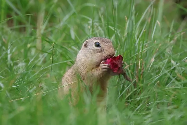 Free Squirrel Ground Squirrel photo and picture