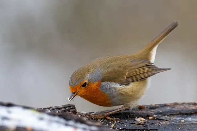 Free Robin Bird photo and picture