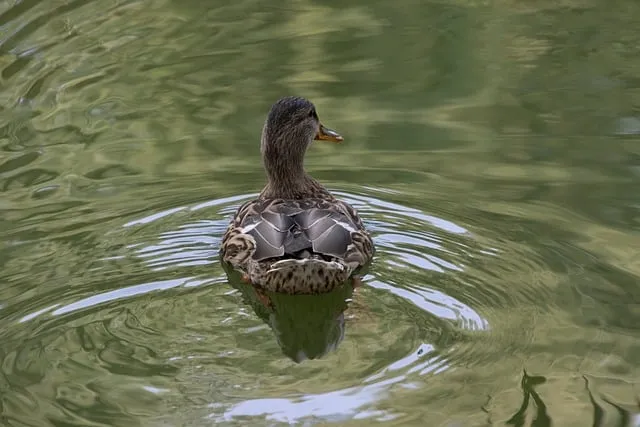 Free Mallard Bird photo and picture