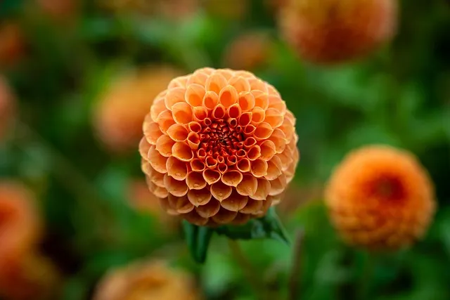 Free Flower Flower Background photo and picture