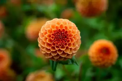 Free Flower Flower Background photo and picture