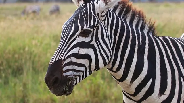 Free Zebra Nature photo and picture