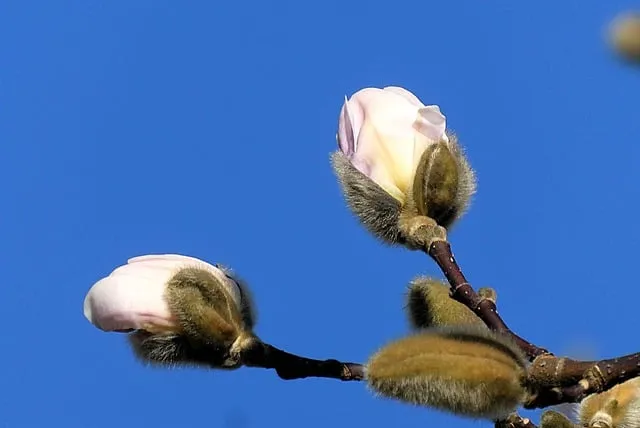 Free Heron Bird photo and picture