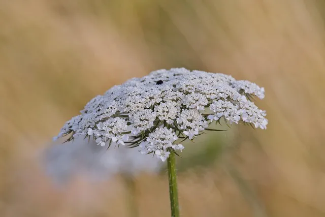 Free Nature Wild Carrot Plant photo and picture