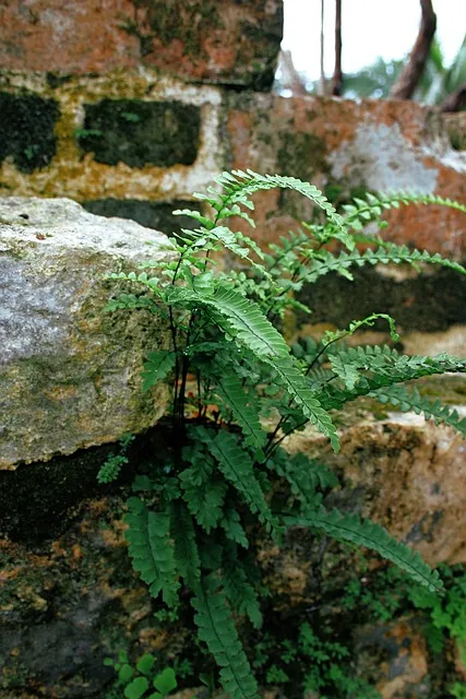 Free Flower Petal photo and picture