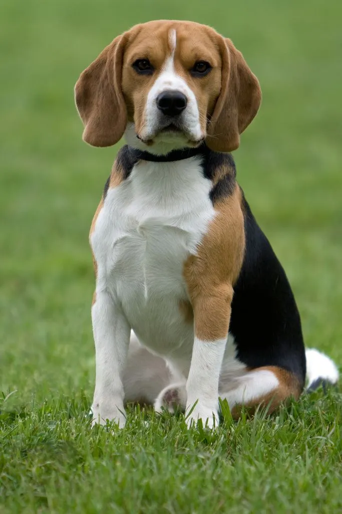 El Beagle es un perro de origen inglés que se utiliza para la caza de la liebre. La reina Isabel I tuvo una jauría famosa en la que los perros medían todos menos de 25cm, algunos eran tan pequeños que se los podía transportar en el bolsillo de la cazadora