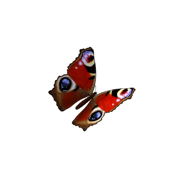 Free Butterfly Wings illustration and picture