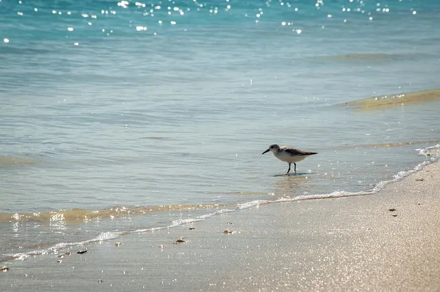 Free Birds Côte D'Azur photo and picture
