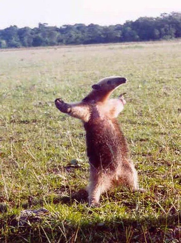 This Anteater | The 25 Happiest Animals In The World