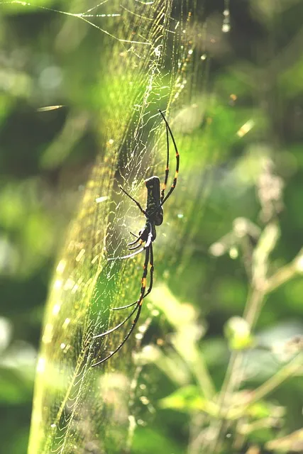 Free Kerala India photo and picture