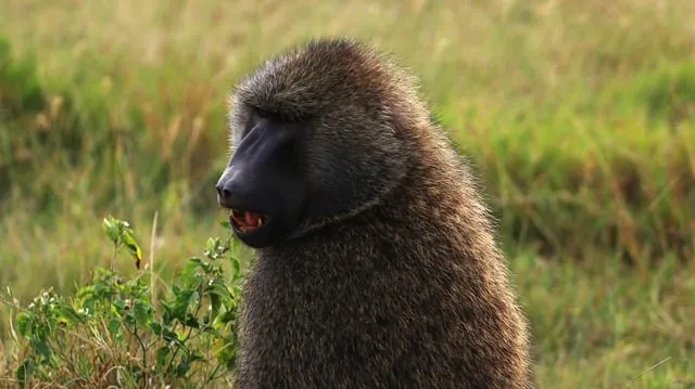 Free Baboon Nature photo and picture