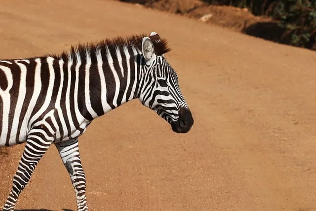 Free Africa Kenya photo and picture