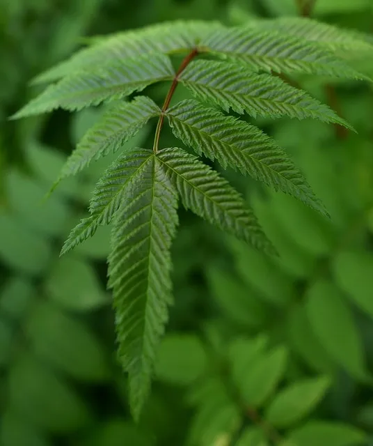 Free False Spiraea Leaves photo and picture
