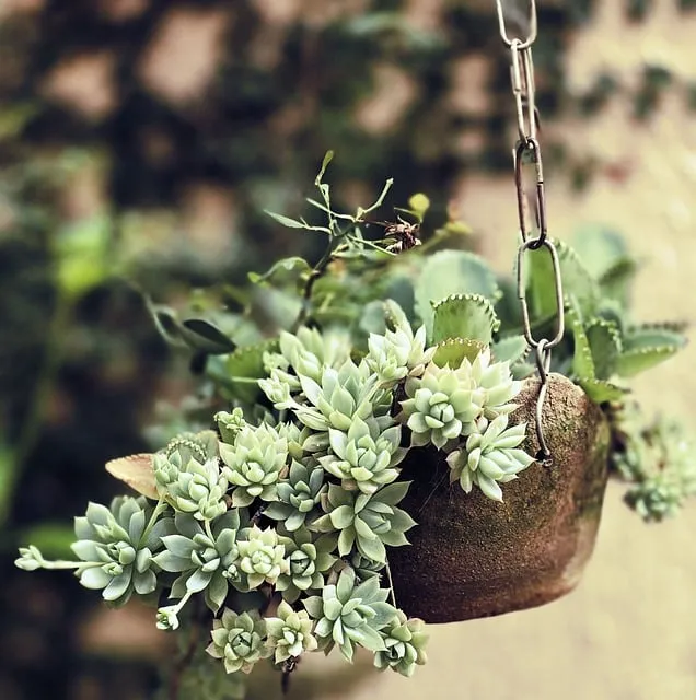 Free Garden Estilo De Vida photo and picture