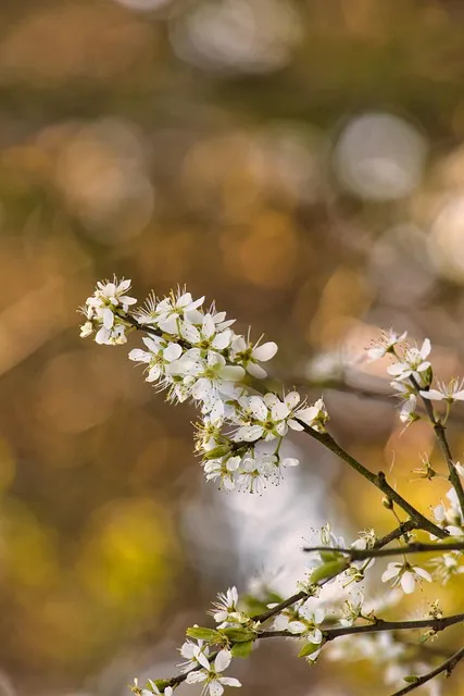 Free Zweig Blüten photo and picture