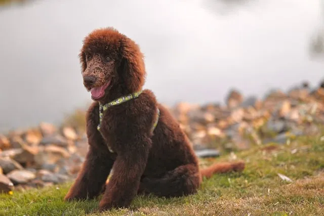 Free Royal Poodle Aurelio Large Poodle photo and picture