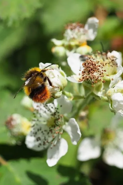 Free Bumblebee Pollination photo and picture