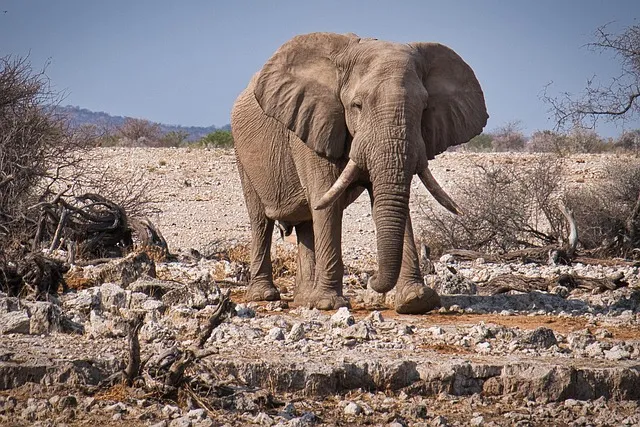 Free Elephant Etosha photo and picture