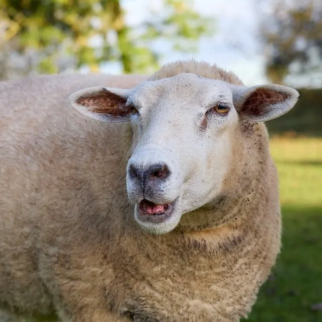 Free Sheep Animal photo and picture