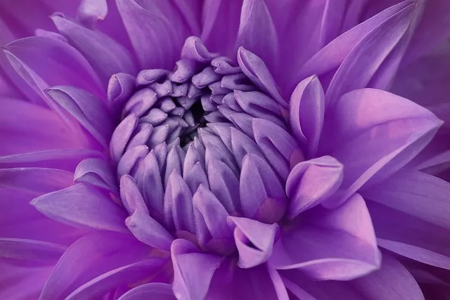 Free Dahlia Lilac Flower photo and picture