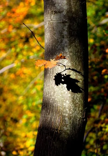 Free Tree Trunk Nature photo and picture
