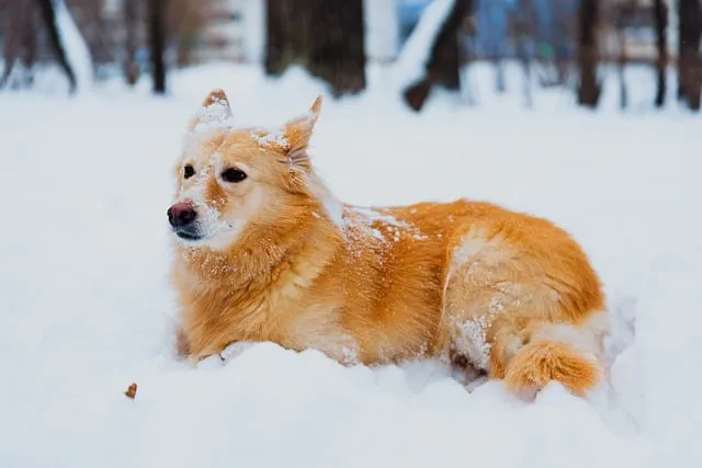 Free Dog Pet photo and picture