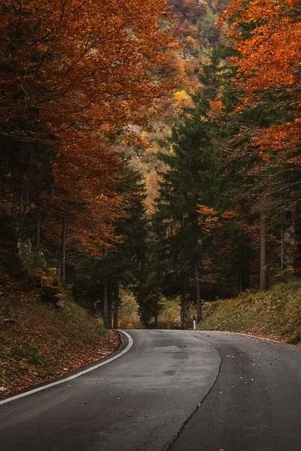 Free Moody Autumn Forest Turn photo and picture