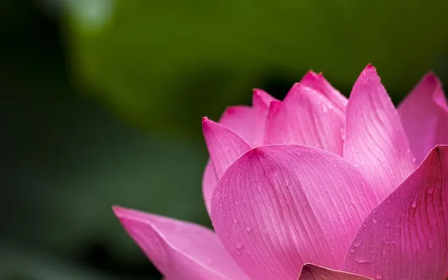 Free Lotus Pink photo and picture