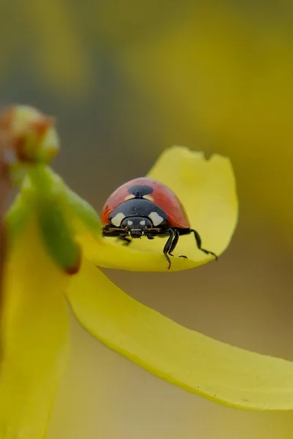 Free Ladybug Ladybird Beetle photo and picture
