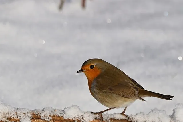 Free Robin Bird photo and picture