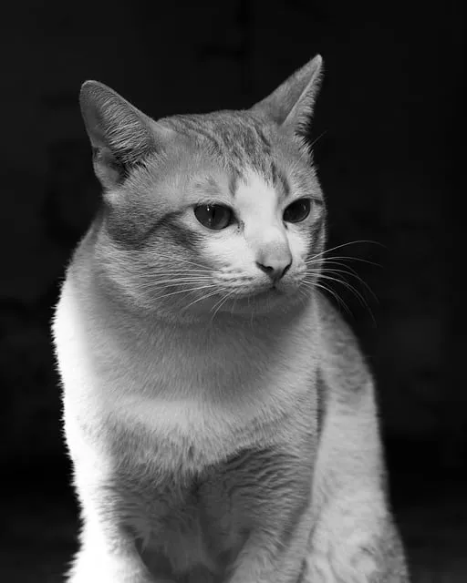 Free Animal Cat photo and picture