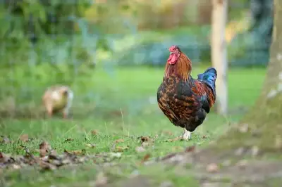 Free Haan Chicken photo and picture