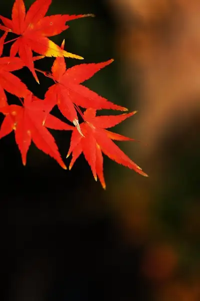 Free Free Floral Background photo and picture