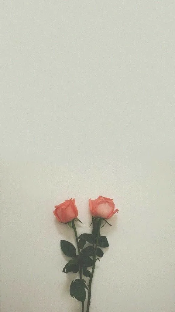 two pink roses are in a vase on a table against a white wall with black leaves