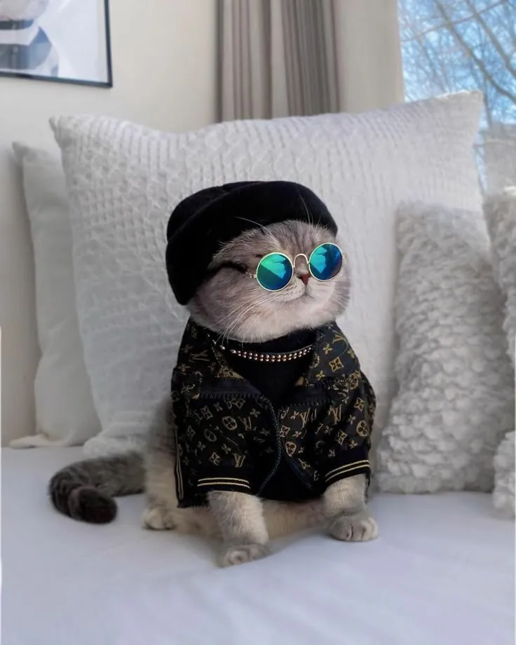 Abandoned Cat Finds A New Home And Becomes An Instagram Sensation With Its Cute Outfits (30 Pics)
