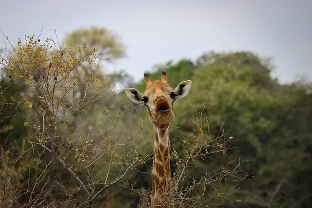 Free Giraffe Nature photo and picture