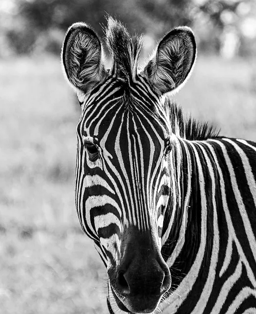 Free Zebra Animal photo and picture