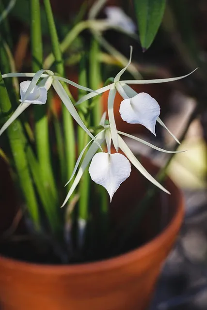 Free Natural Pure photo and picture