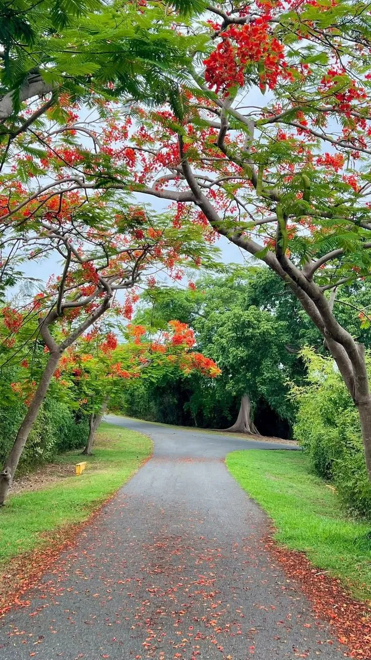 an empty road surrounded by trees with red flowers