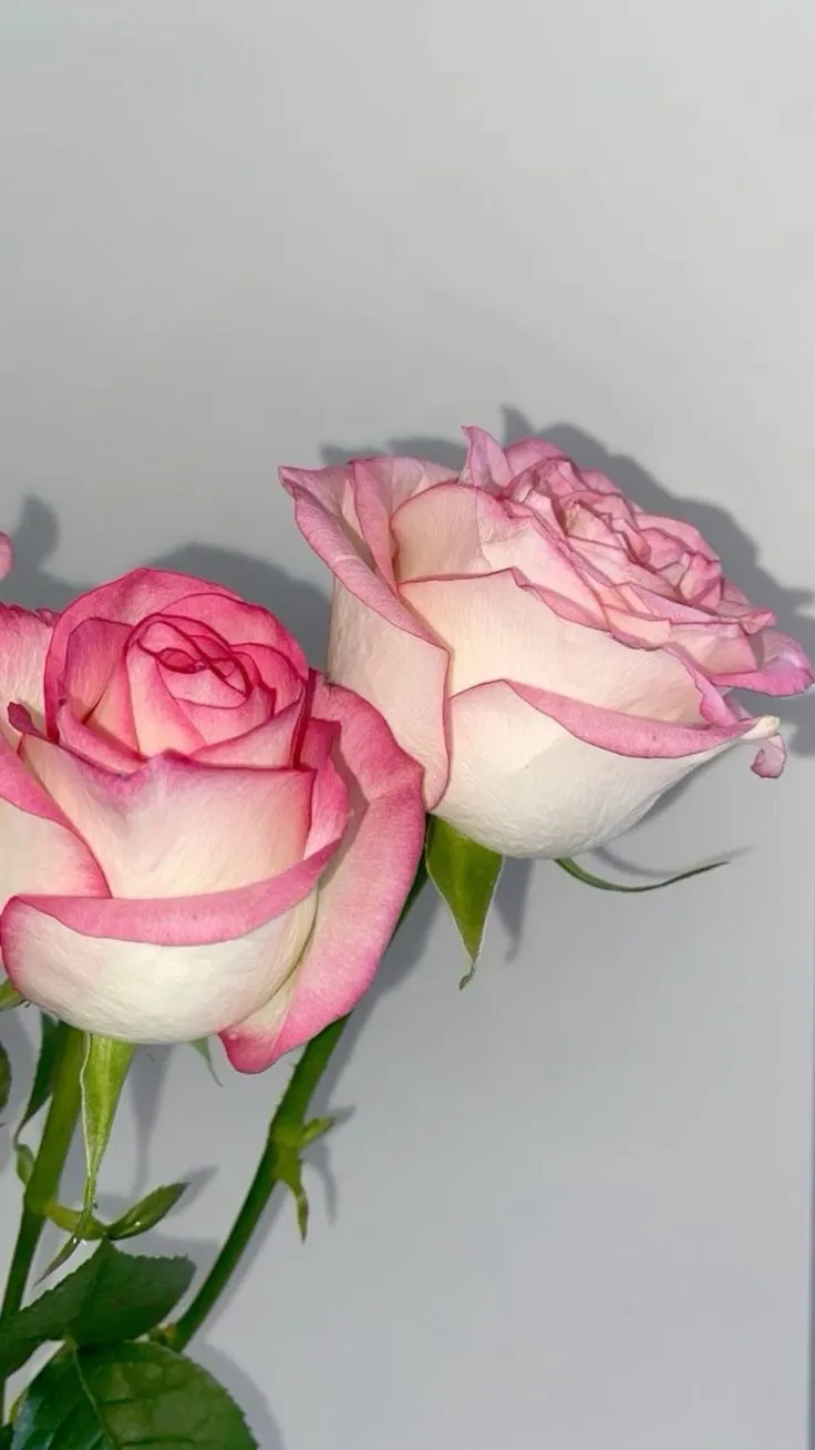 two pink roses in a vase on a table