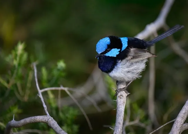Free Superb Fairywren Fairywren photo and picture