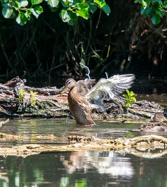 Free Duck Bird photo and picture